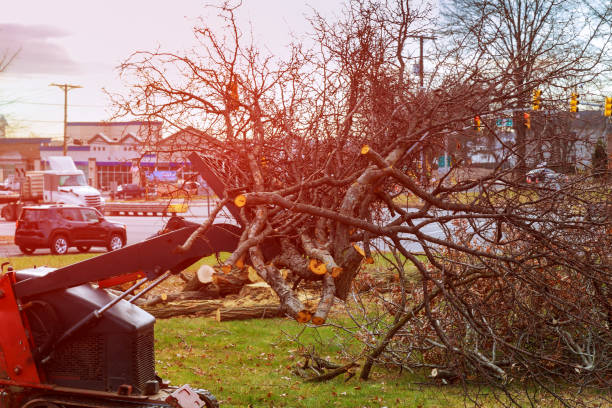 Best Arborist Consultation Services  in Byron, MN