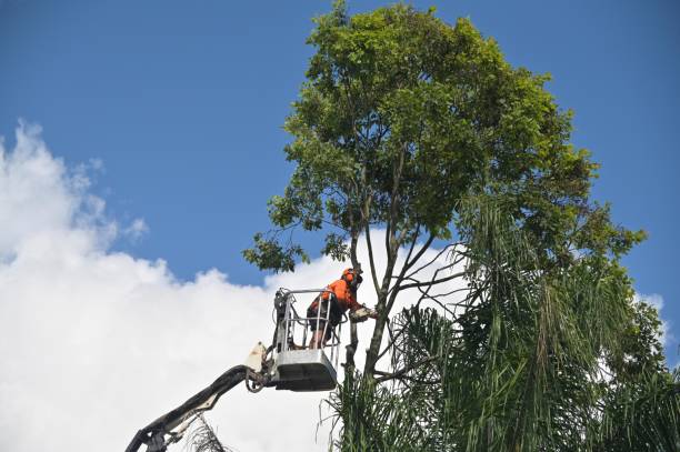 Best Lawn Watering Services  in Byron, MN