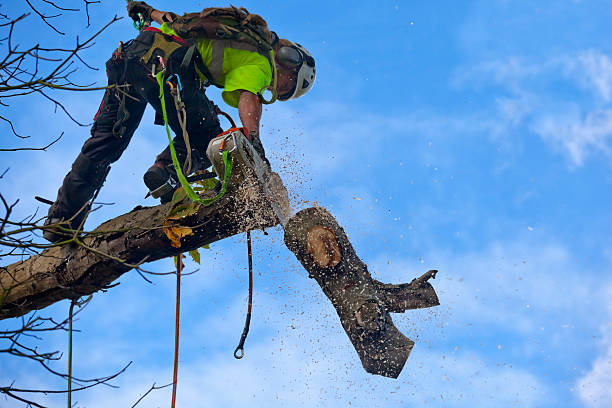 Best Tree Health Inspection  in Byron, MN